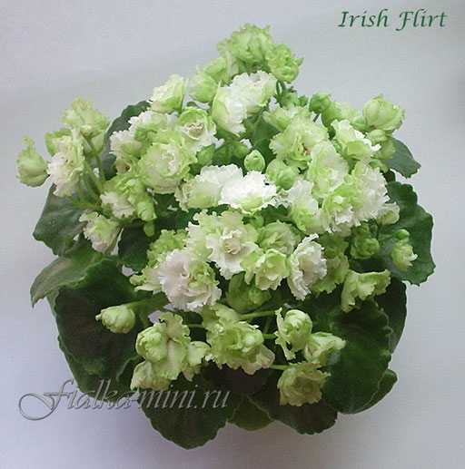 Irish Flirt